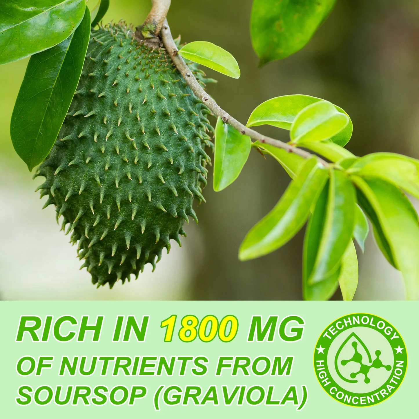 Acential Labs Soursop Graviola Liquid Drops
